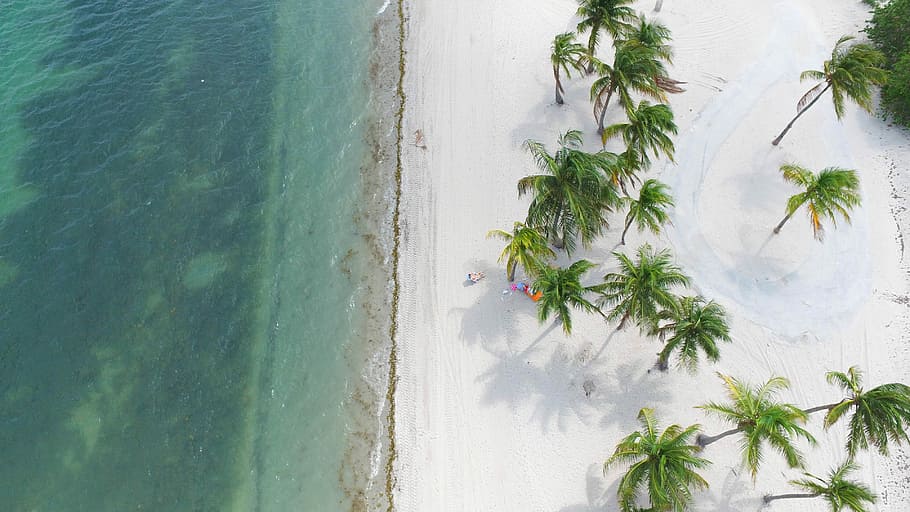 green coconut trees near green sea at daytime, aerial photo of seashore near coconut trees