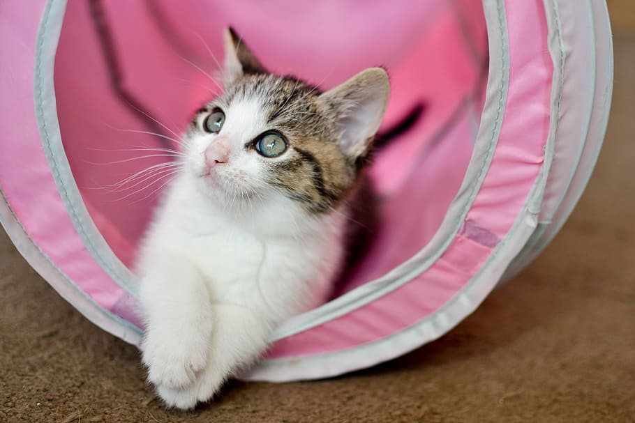 brown tabby cat inside pink play tent, domestic cat, dachowiec