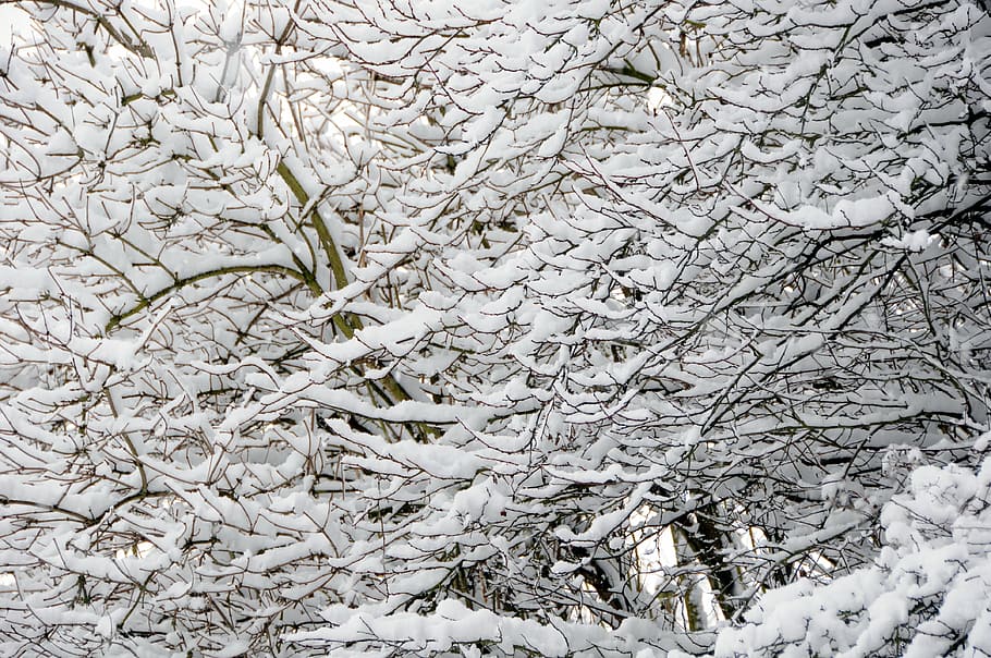 branch, snow, branches, tree, winter, cold, plant, white color HD wallpaper