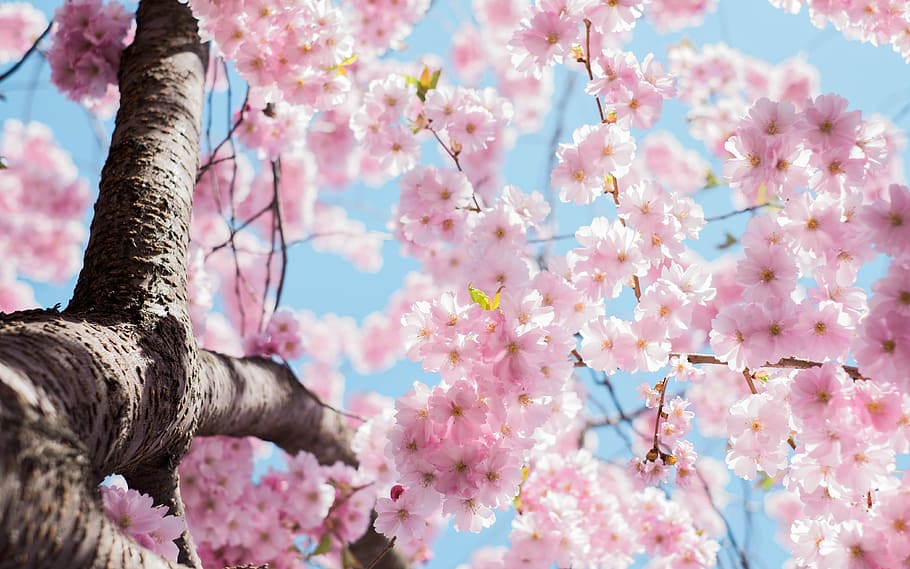 low angle photo of cherry blossoms tree, pink flowers, flora HD wallpaper