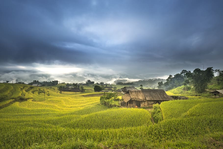 wooden house on grass field under gray sky, vietnam, terraces