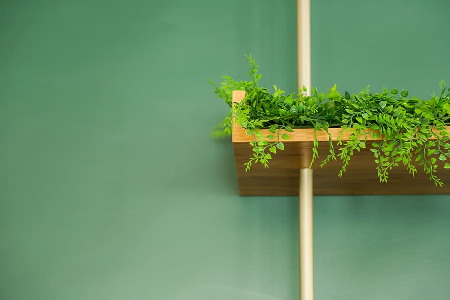 decoration, green, plants, green color, growth, leaf, nature HD wallpaper