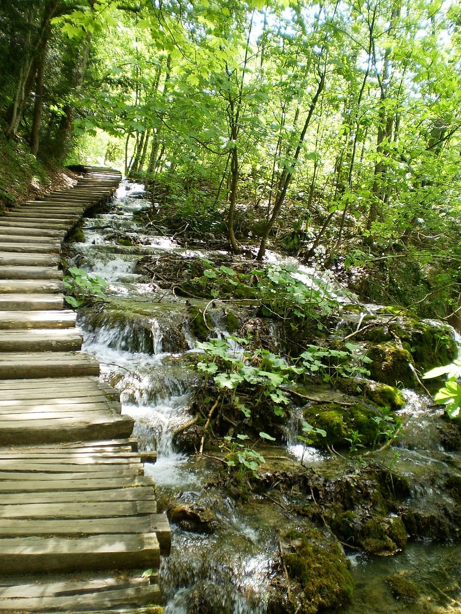Stream, Water, Waterfall, forest, nature, tranquil scene, beauty in nature HD wallpaper