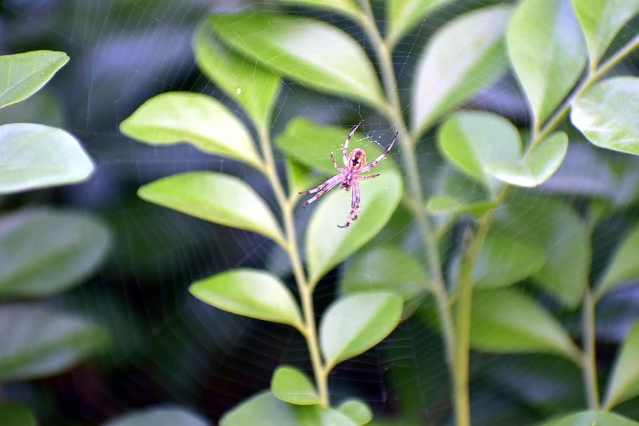 spider web, spiderweb, cobweb, one animal, invertebrate, animals in the wild HD wallpaper