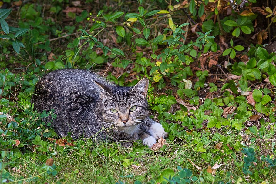 cat, sleep, tiger cat, rest, pet, animal, animal themes, mammal HD wallpaper