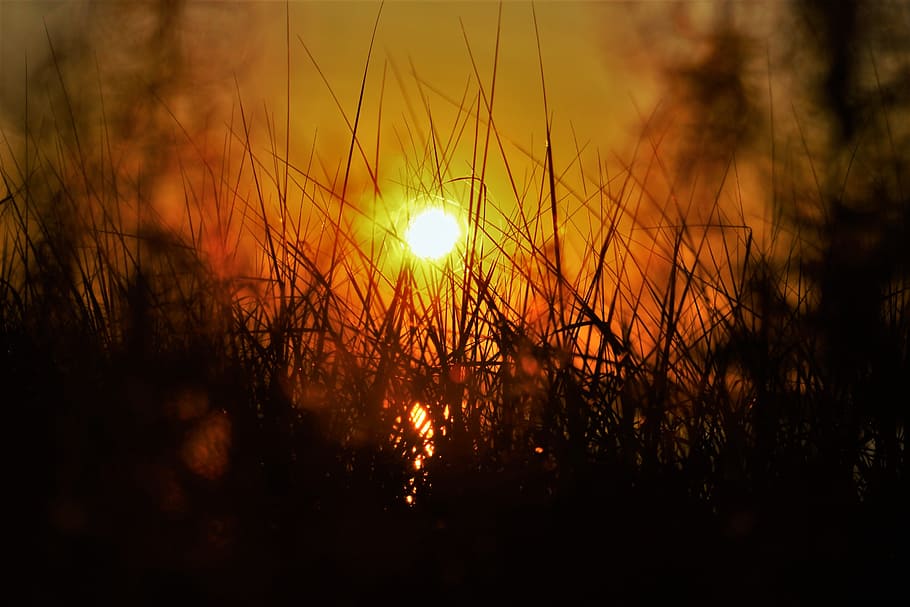 sunset, grass, summer, nature, landscape, sky, sunlight, outdoor HD wallpaper