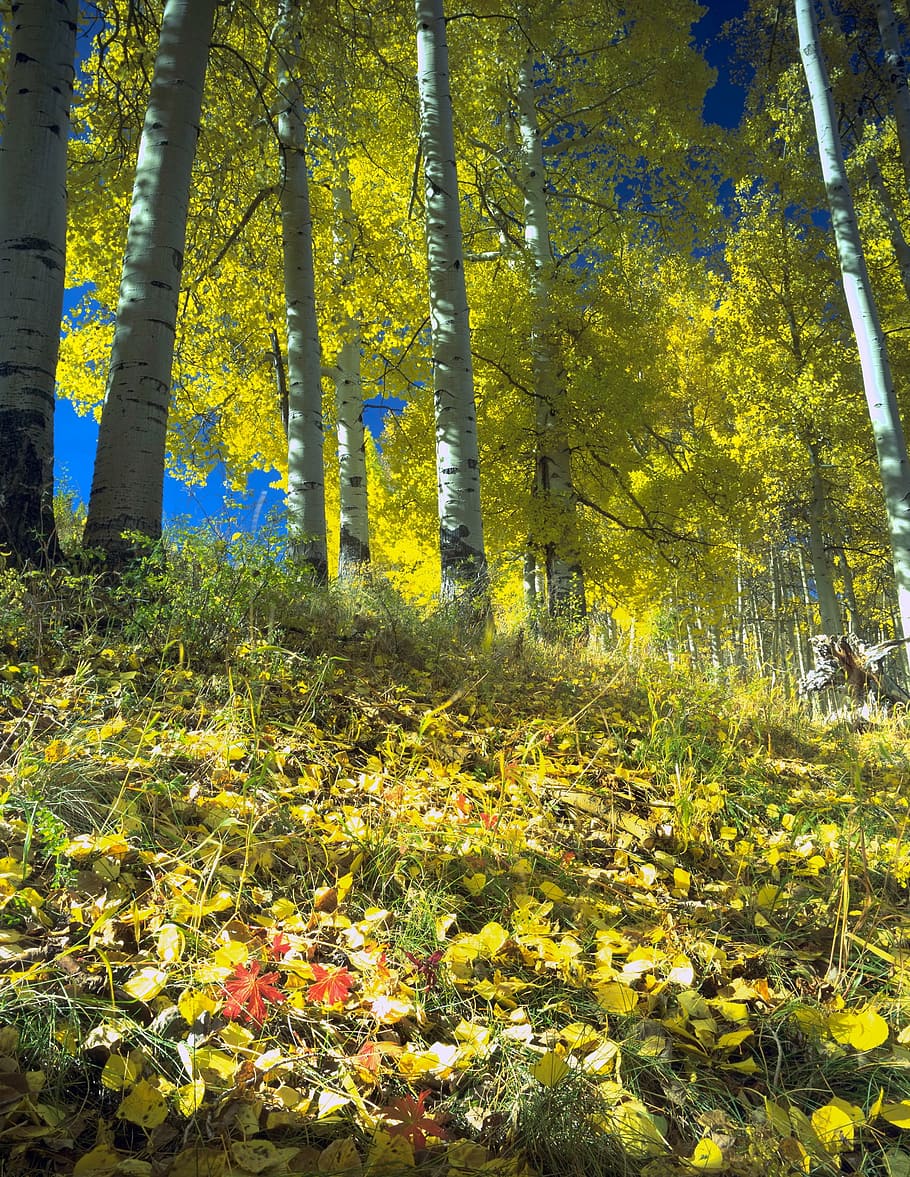 fall, colorado, autumn, trees, aspens, red, yellow, nature HD wallpaper