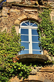 Window, Ivy, Wall, Romantic, Facade, fouling, climber, ingrowing HD wallpaper