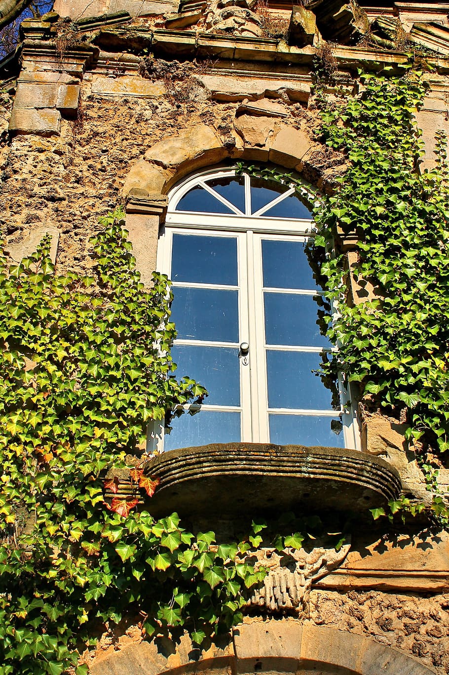 Window, Ivy, Wall, Romantic, Facade, fouling, climber, ingrowing HD wallpaper