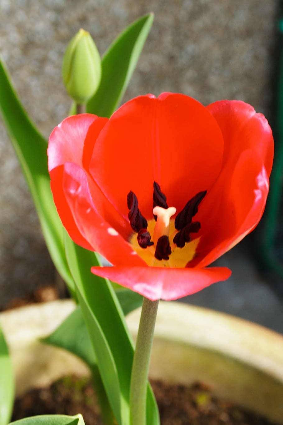 tulip, macro, natural, red, flower, flowering plant, freshness HD wallpaper
