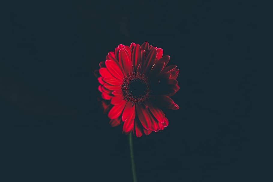 flower, red, petal, bloom, garden, plant, nature, autumn, freshness HD wallpaper