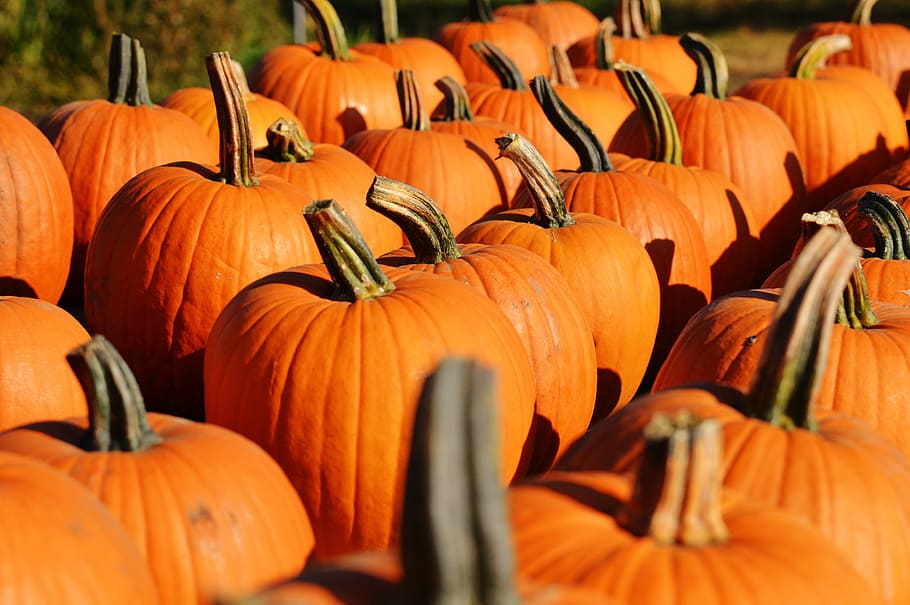 bunch of orange pumpkins, autumn, october, halloween, gourd, autumn decoration, HD wallpaper