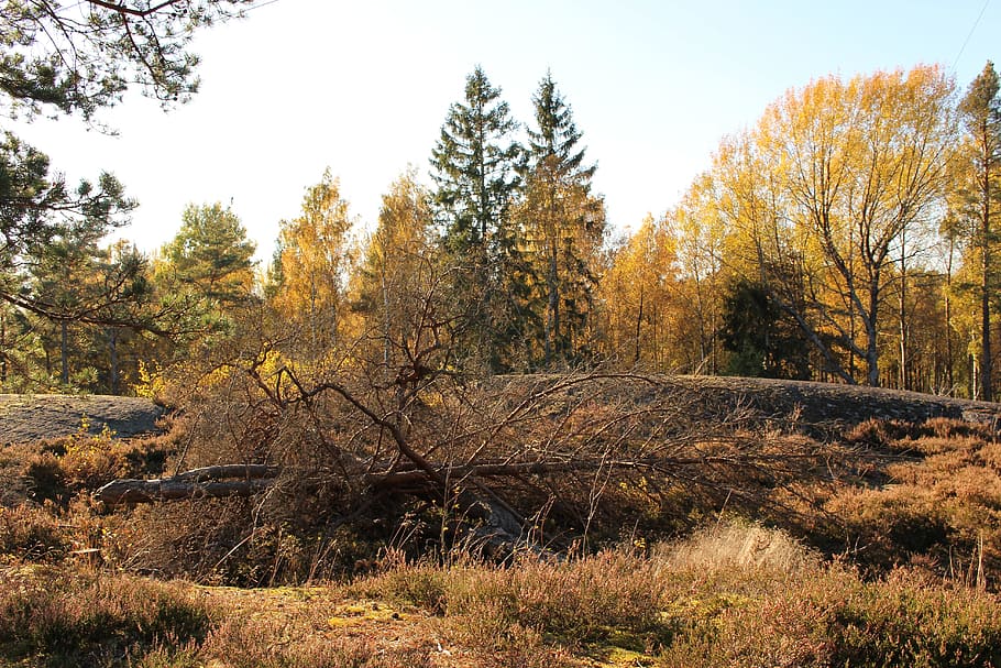 Fall Colors, Forest, Tree, Nature, Brown, swedish nature, landscape HD wallpaper