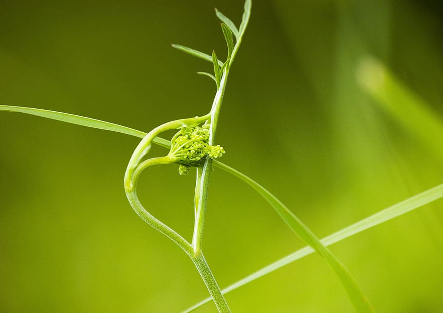 Grass, Nature, Outdoors, green, summer, leaf, meadow, green color HD wallpaper