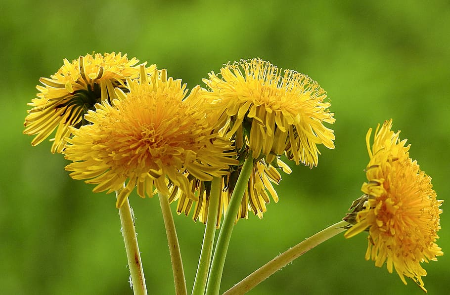 nature, plant, flower, flowering plant, yellow, beauty in nature HD wallpaper