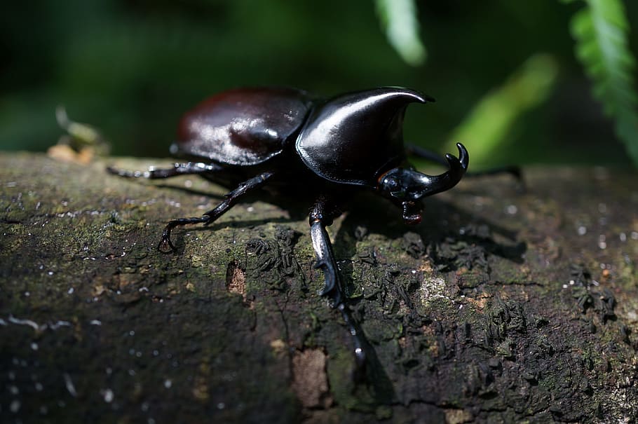 rhinoceros beetle, errors, insect, nature, biological, quentin chong HD wallpaper