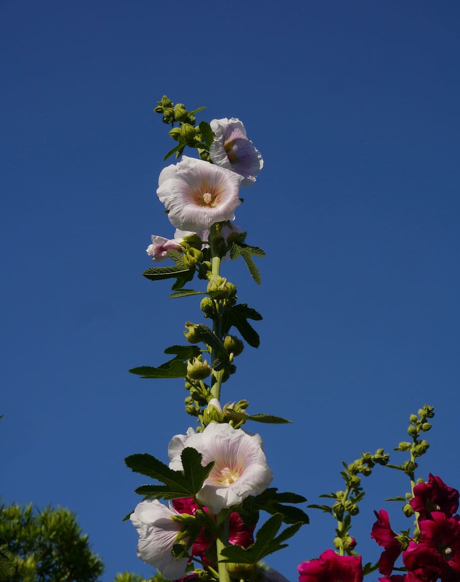 Althaea Rosea, White, Pink, hana aoi, flowers, bud, leaf, green, HD wallpaper
