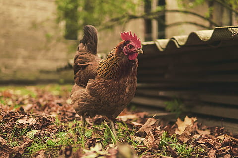 shallow focus photography of brown rooster, the hen, eggs, poultry HD wallpaper