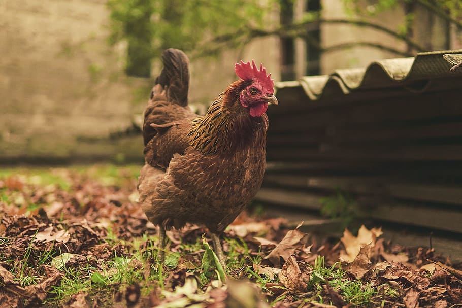 shallow focus photography of brown rooster, the hen, eggs, poultry HD wallpaper