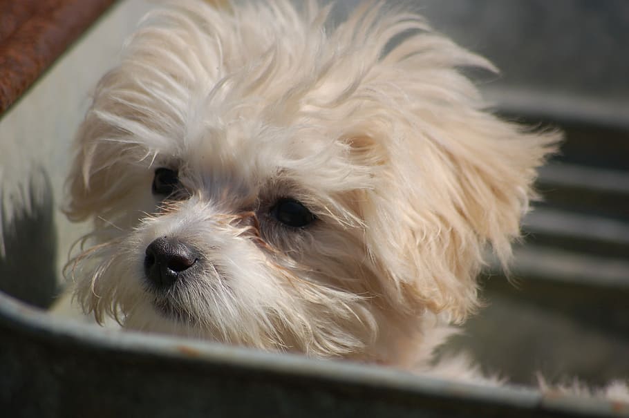 Puppy, Animal, Dog, Canine, Cute, Pet, domestic, white, maltese, HD wallpaper