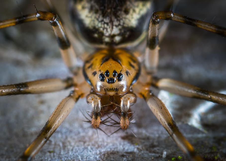 macro, spider, arachnids, arthropod, portrait, animal themes HD wallpaper
