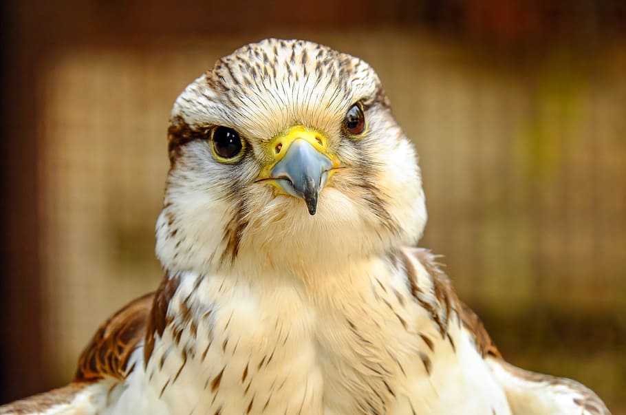 closeup photography of white and brown eagle, gyrfalcon, bird, HD wallpaper