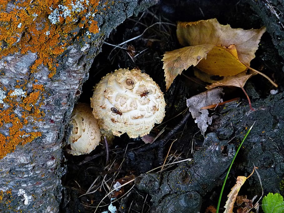 Wild, Mushroom, Tree, Nature, Autumn, fall, fungus, forest HD wallpaper