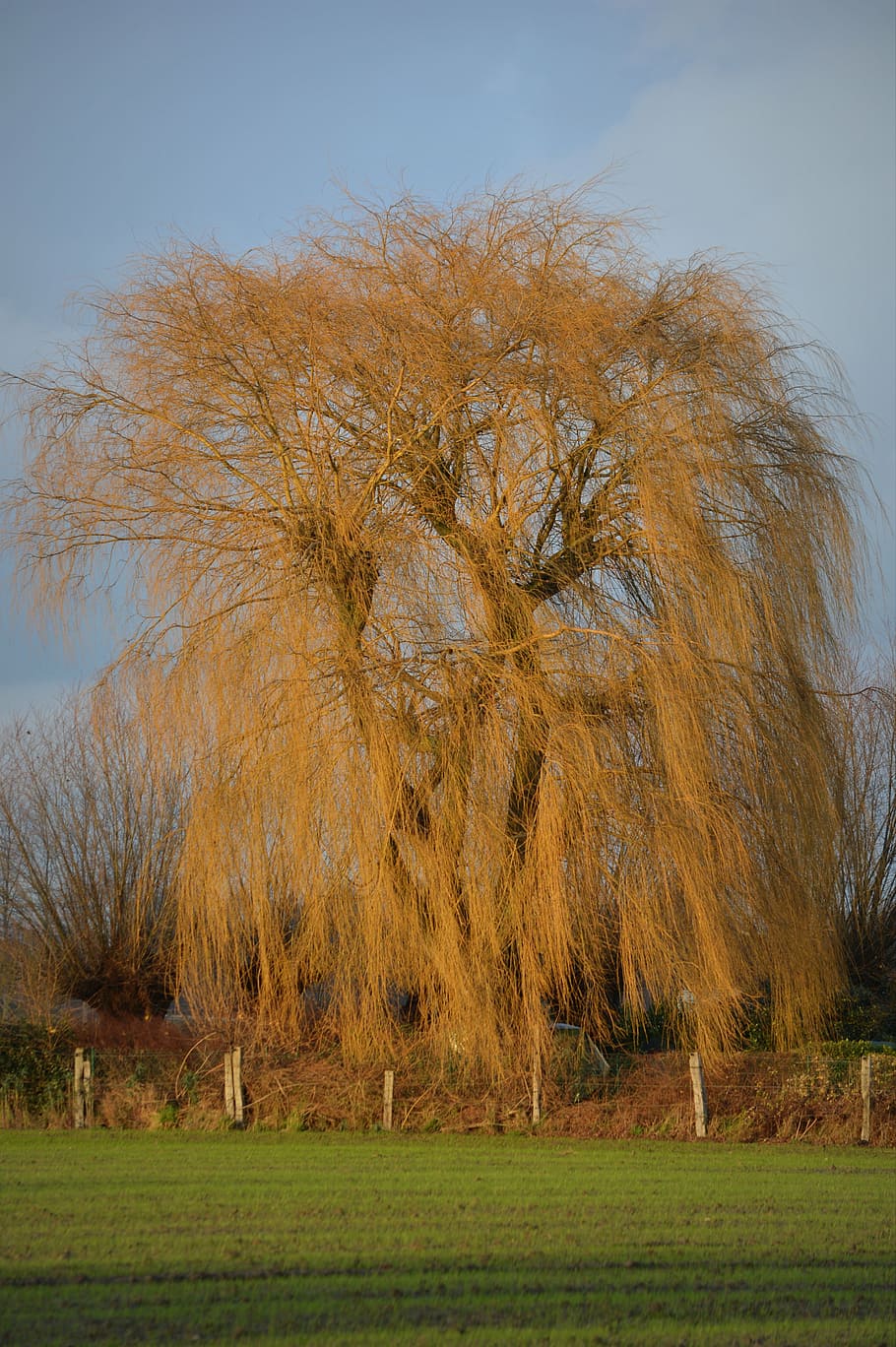 tree, nature, landscape, weeping willow, plant, grass, sky HD wallpaper