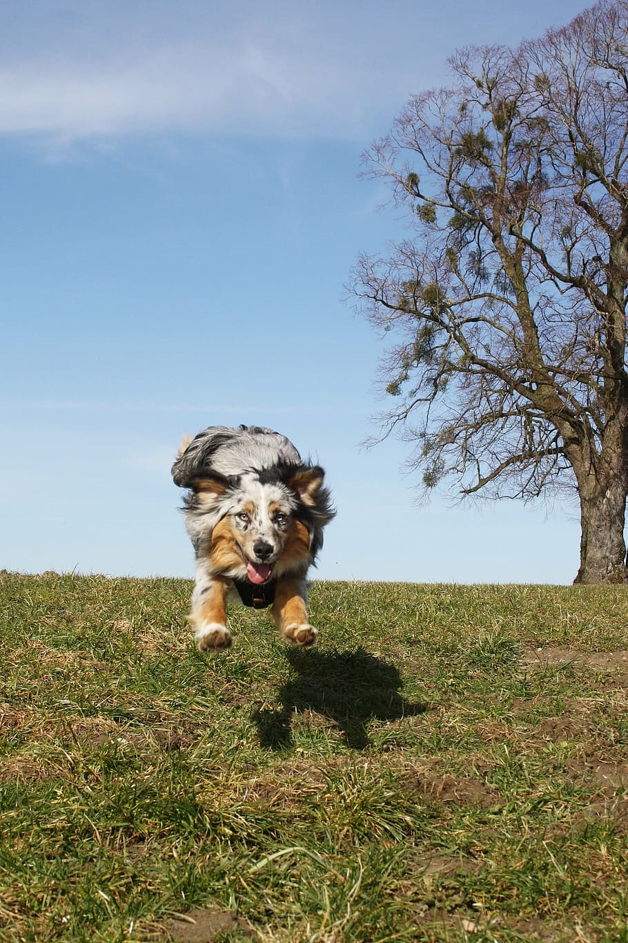 animals, dog, pet, australian shepherd, blue merle, jumping dog HD wallpaper