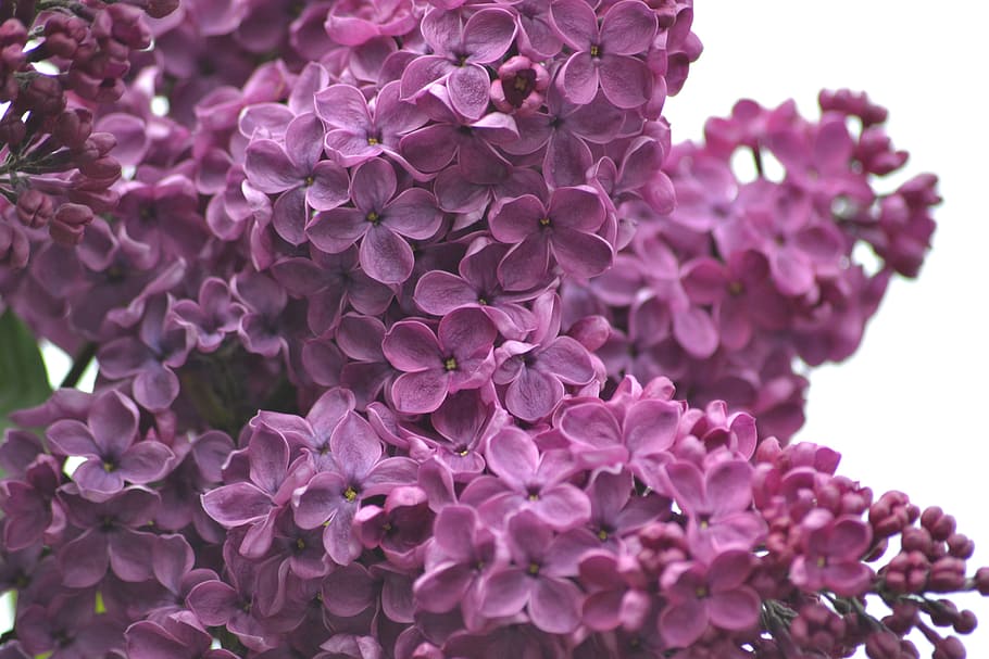 purple lilacs, spring, may, flowers, flowering plant, freshness HD wallpaper