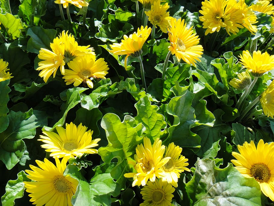 gerbera, daisy, flowers, nature, yellow, plant, leaf, summer HD wallpaper