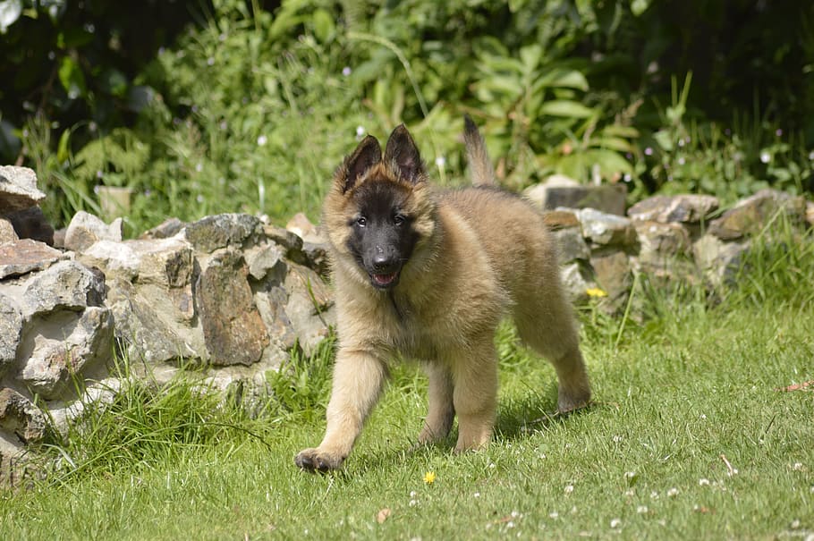 belgian, shepherd, bitch, pup, walking, animal themes, one animal HD wallpaper