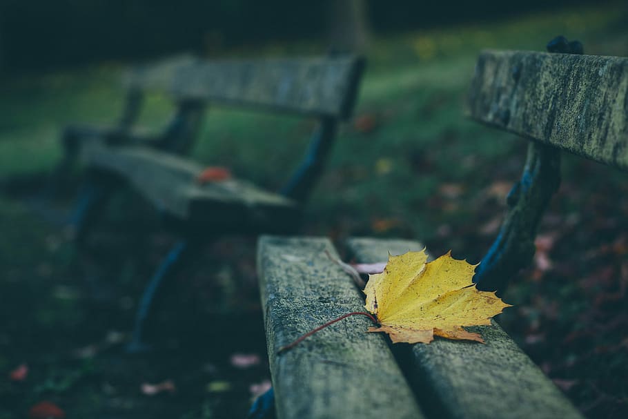 brown maple leaf on brown wooden bench, maple leaf on wooden bench HD wallpaper