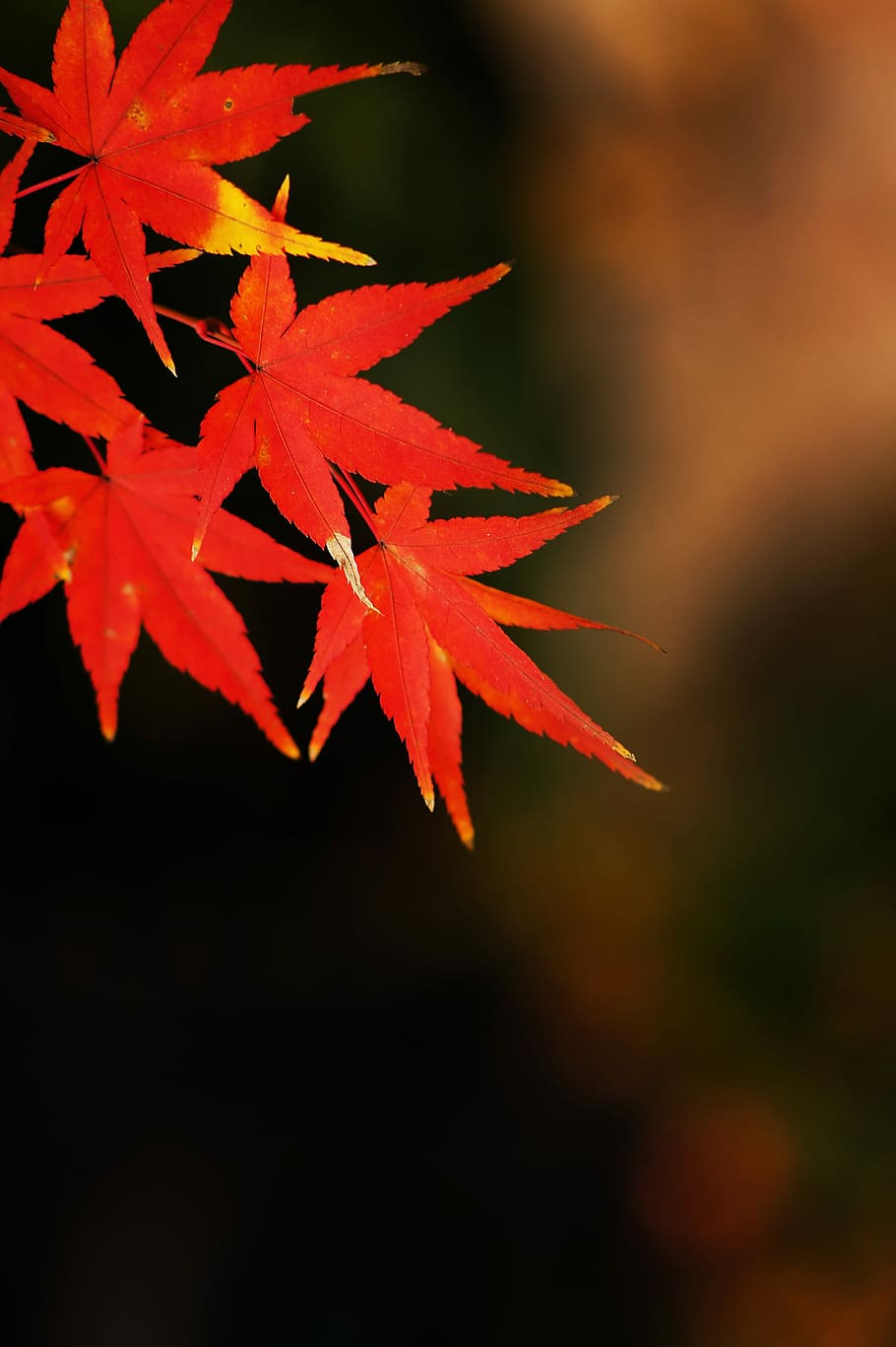 Free, Plant, Wallpaper, Maple, Close-Up, autumn, leaf, change HD wallpaper
