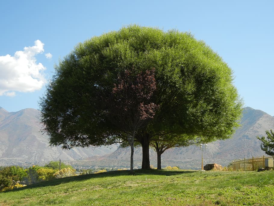 big tree, nature, summer, environment, plant, sky, grass, mountain HD wallpaper