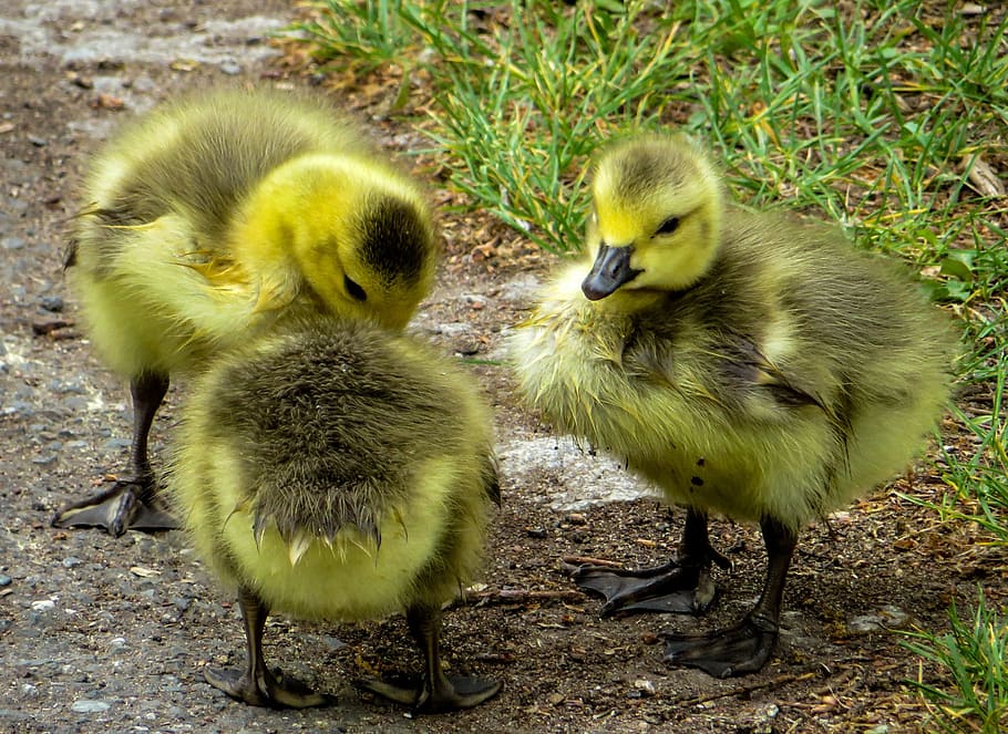three green-and-gray ducklings, april, chicks, boy, geese, children's group HD wallpaper