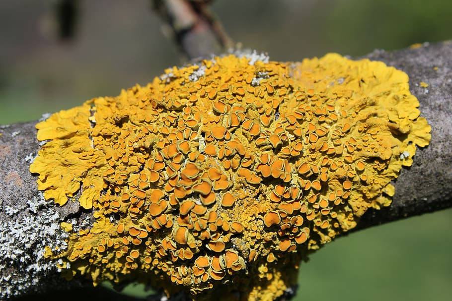 lichen, background, macro, nature, autumn, yellow, plant, growth HD wallpaper