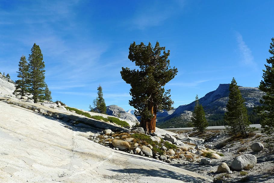 Tree, Rock, Nature, Stone, Landscape, outdoor, mountain, park HD wallpaper