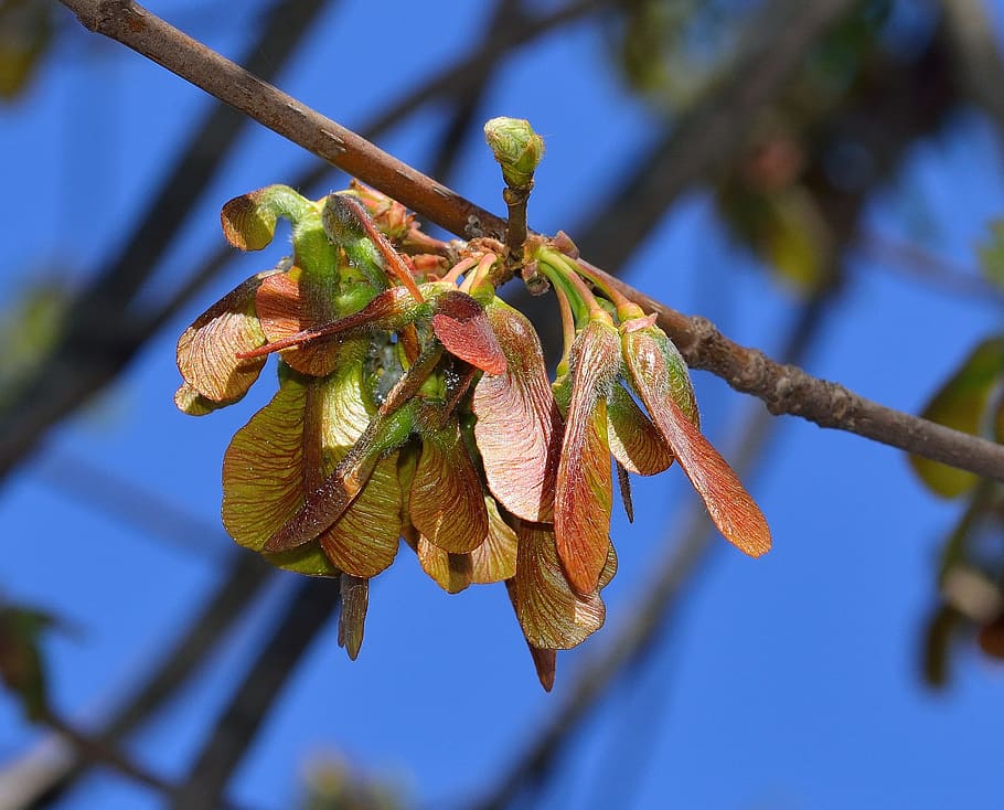 Nature, Maple, Samara, Fruit, blue, beauty in nature, no people HD wallpaper