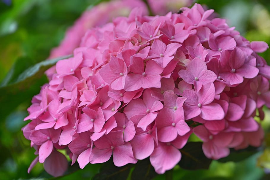 flower, hydrangea, pink hydrangea, garden, summer, nature, pink flower HD wallpaper