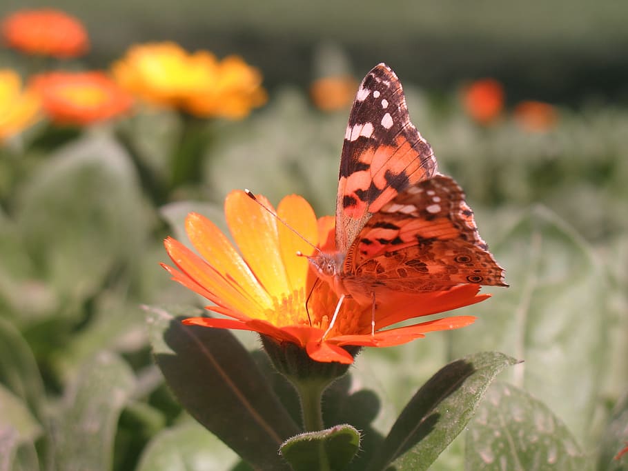Butterfly, Flower, Spring, Nature, summer, beautiful, insect HD wallpaper