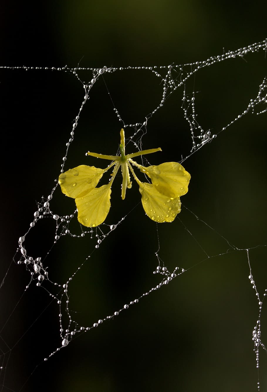 spider web, petals, yellow, dew, drops, flower, garden, close-up HD wallpaper