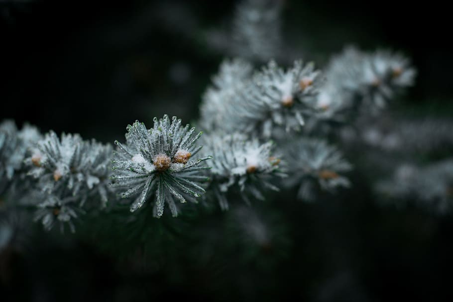 Needles, Tree, nature, close-up, plant, winter, macro, outdoors HD wallpaper