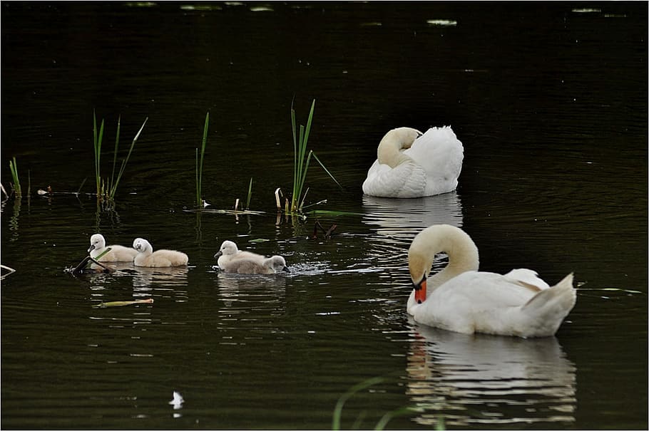 waters, bird, swans, lake, animal themes, group of animals HD wallpaper