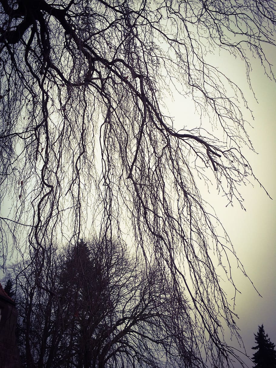 black trees, weeping willow, kahl, plant, blätterlos, nature HD wallpaper