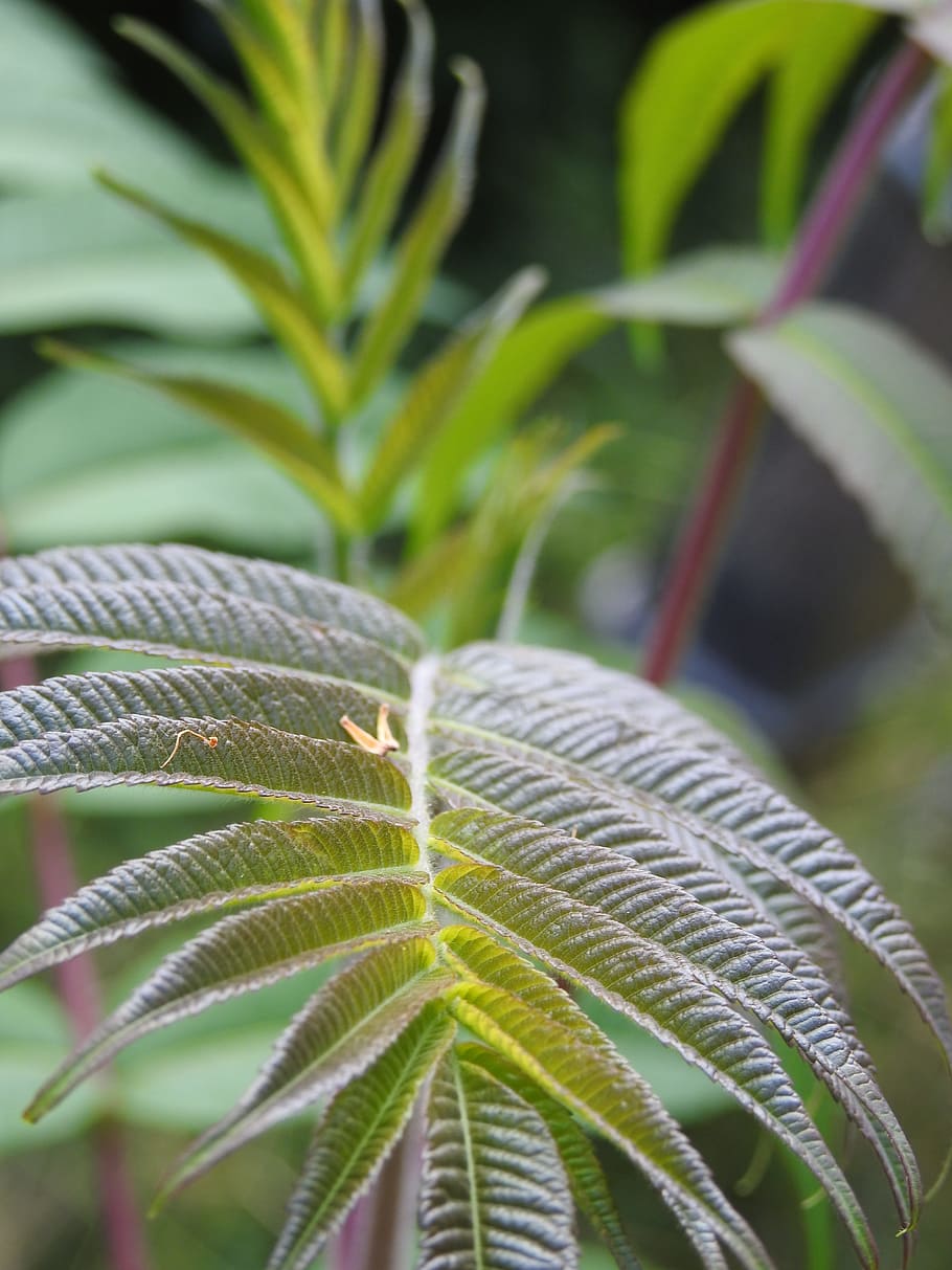 Leaf, Nature, Tree, Plant, Leaves, Leaves, Green, grass, green Color HD wallpaper