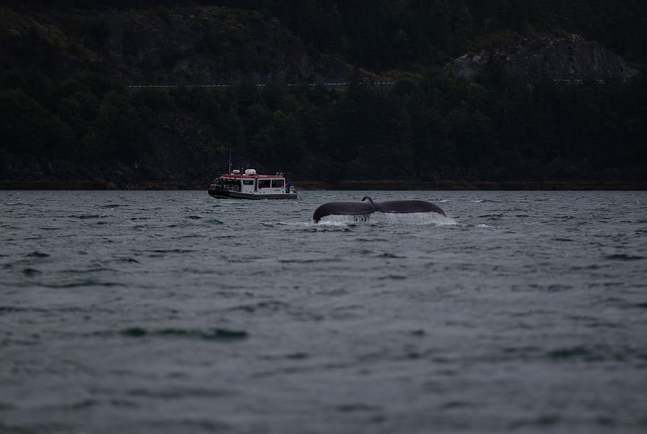whale on body of water, boat sailing on body of water, sea, ocean HD wallpaper
