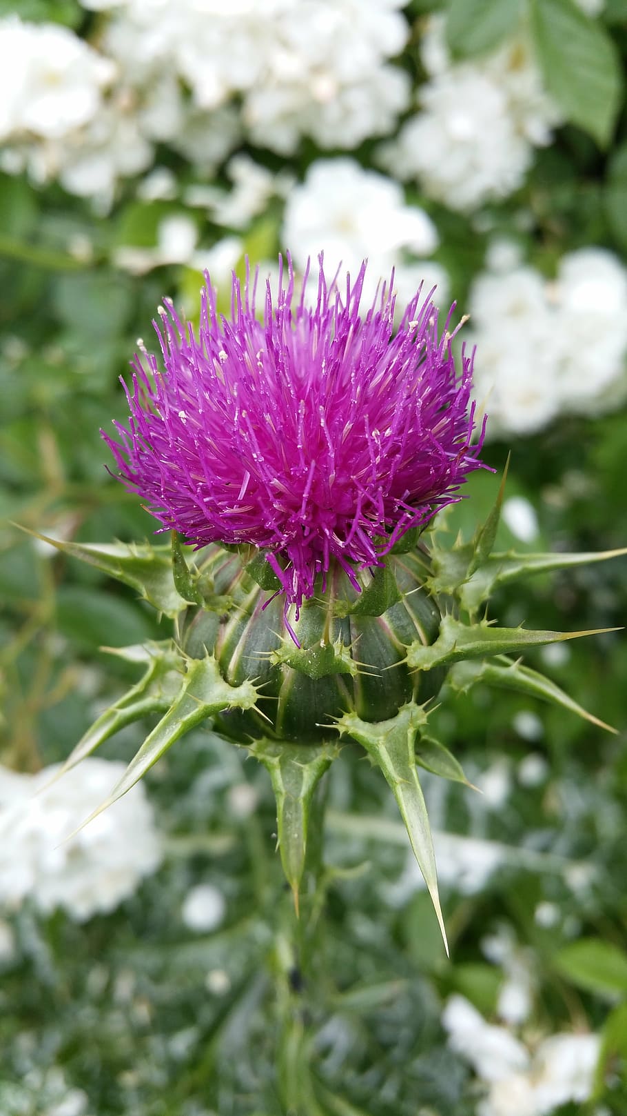 nature, thistle, mary thistle, violet, blossom, bloom, plant, HD wallpaper