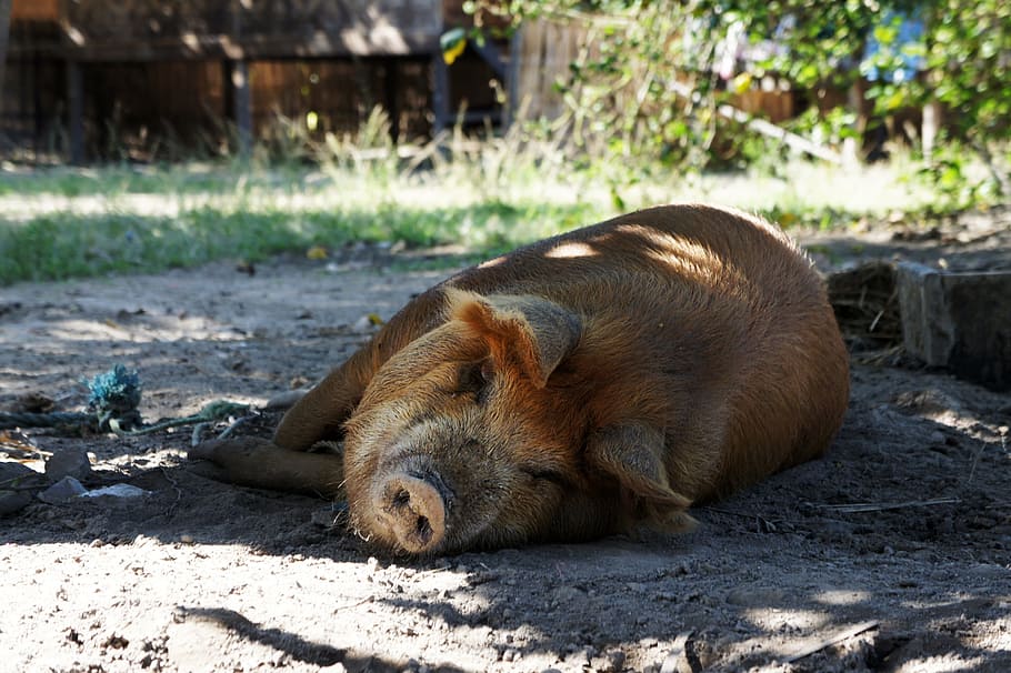 pig, happy, concerns, shadow, happy pig, farm, animal, nature HD wallpaper