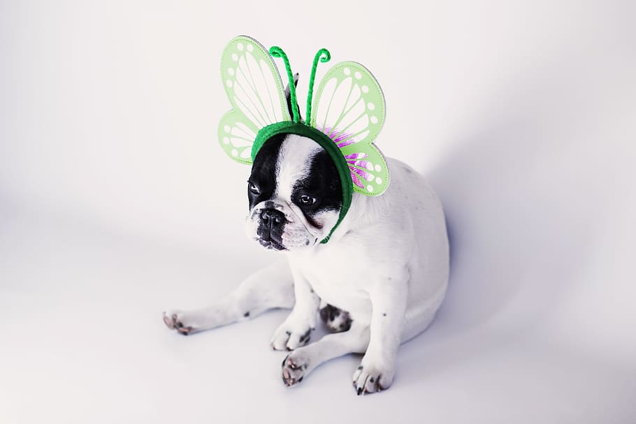 dog, pet, animals, animal themes, canine, mammal, one animal HD wallpaper